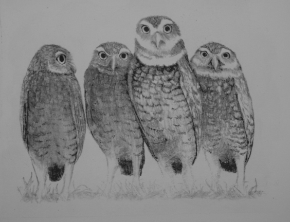 burrowing owls